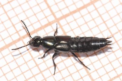<i>Philonthus intermedius</i>
