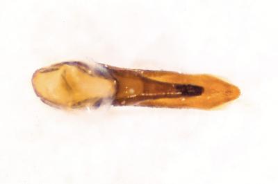 <i>Philonthus intermedius</i>