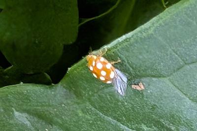 <i>Vibidia duodecimguttata</i>