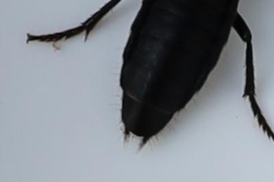 <i>Ocypus olens</i>