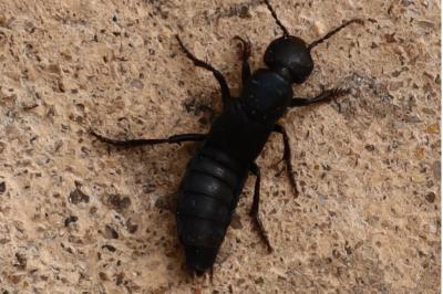 <i>Ocypus olens</i>