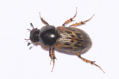<i>Nimbus contaminatus</i>