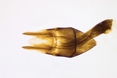 <i>Nimbus contaminatus</i>