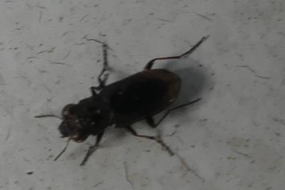 <i>Notiophilus</i>