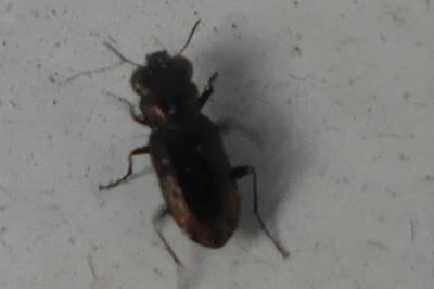 <i>Notiophilus</i>