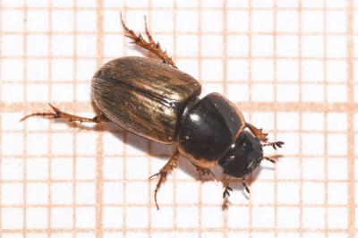 <i>Melinopterus prodromus</i>