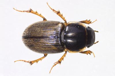 <i>Melinopterus prodromus</i>