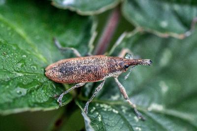 <i>Lixus</i>