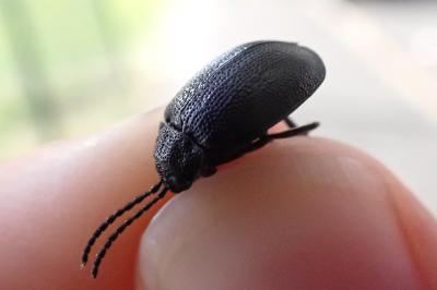 <i>Galeruca tanaceti</i>