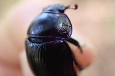 <i>Anoplotrupes stercorosus</i>