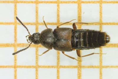 <i>Oxypoda opaca</i>