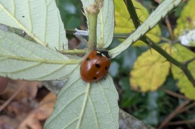 <i>Coccinella septempunctata</i>