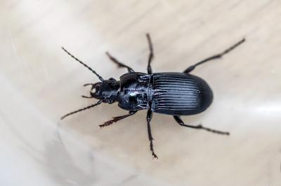 <i>Abax parallelus</i>