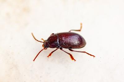 <i>Nalassus laevioctostriatus</i>