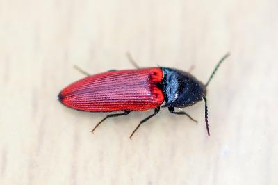 <i>Ampedus</i>