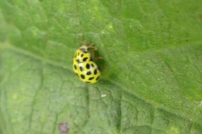 <i>Psyllobora vigintiduopunctata</i>