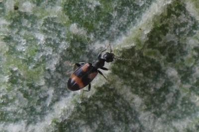 <i>Anthicus laeviceps</i>