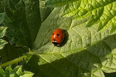 <i>Coccinella septempunctata</i>