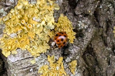 <i>Harmonia axyridis</i>