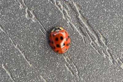 <i>Harmonia axyridis</i>