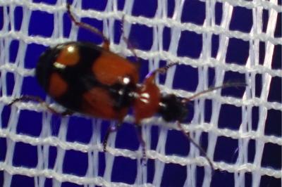 <i>Lebia cruxminor</i>
