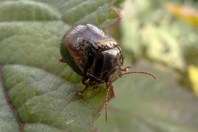 <i>Chrysolina bankii</i>