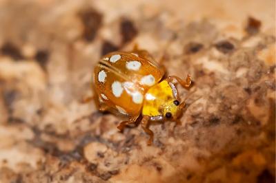 <i>Halyzia sedecimguttata</i>