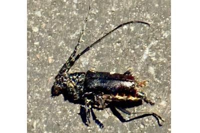 <i>Cerambyx cerdo</i>