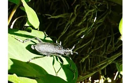 <i>Cerambyx scopolii</i>