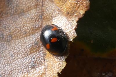 <i>Exochomus quadripustulatus</i>