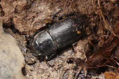 <i>Dorcus parallelipipedus</i>
