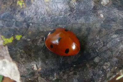 <i>Coccinella septempunctata</i>