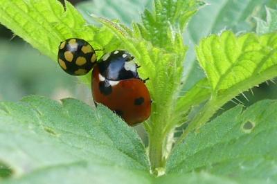 <i>Coccinella septempunctata</i>