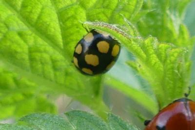 <i>Coccinula quatuordecimpustulata</i>