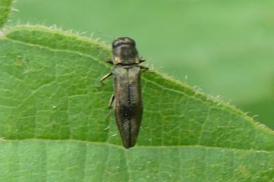 <i>Agrilus</i>