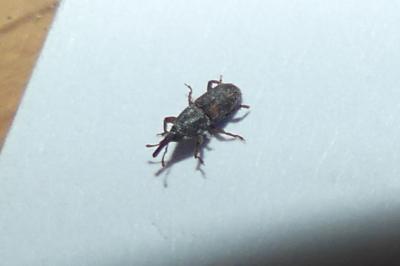 <i>Sitophilus</i>