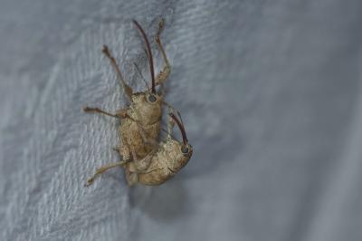 <i>Curculio elephas</i>