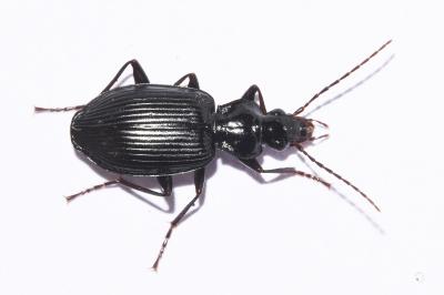 <i>Platynus assimilis</i>