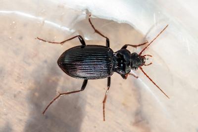 <i>Nebria</i>