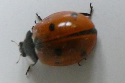 <i>Coccinella septempunctata</i>
