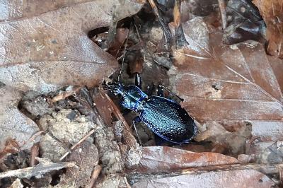 <i>Carabus intricatus</i>