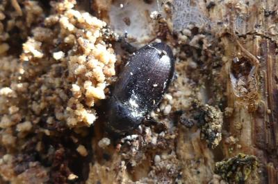 <i>Nalassus laevioctostriatus</i>