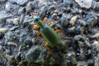 <i>Drypta dentata</i>