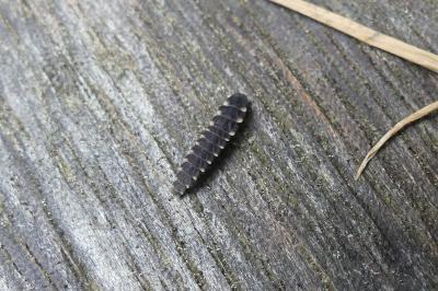 <i>Lampyris</i>