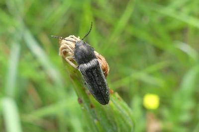 <i>Cidnopus pilosus</i>