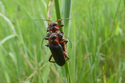 <i>Cantharis rustica</i>