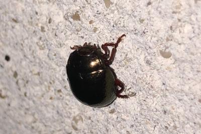<i>Chrysolina bankii</i>