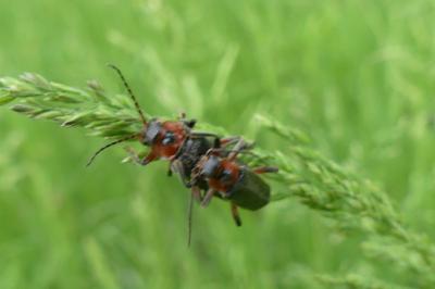 <i>Cantharis rustica</i>