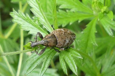 <i>Lepyrus capucinus</i>
