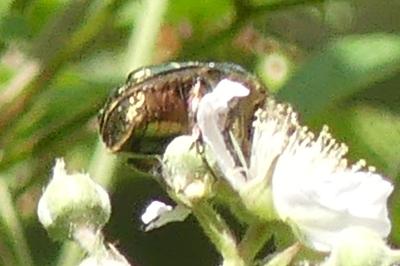 <i>Cetonia aurata</i>